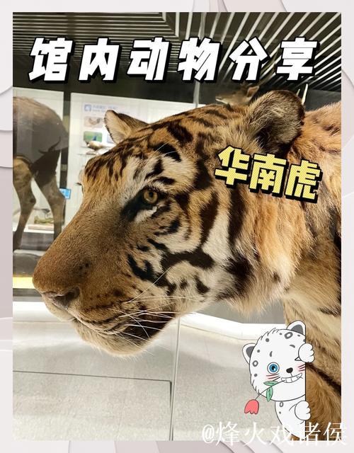 12月16日战浙江 I 华南虎整装待发迎挑战 12月16日战浙江 I 华南虎整装待发迎挑战