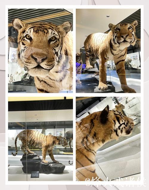 12月16日战浙江 I 华南虎整装待发迎挑战 12月16日战浙江 I 华南虎整装待发迎挑战